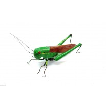 Calamita Magnete in Terracotta Cavalletta Fridge Magnets GRASSHOPPER