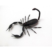 Calamita Magnete in Terracotta "Skorpion" Fridge Magnets