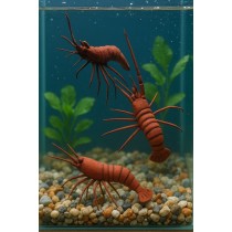 Set di 12 pezzi calamita in terracotta a forma di Aragosta