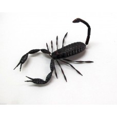 Calamita Magnete in Terracotta "Skorpion" Fridge Magnets
