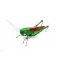 Calamita Magnete in Terracotta Cavalletta Fridge Magnets GRASSHOPPER