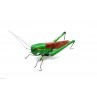 Calamita Magnete in Resina Cavalletta Fridge Magnets GRASSHOPPER